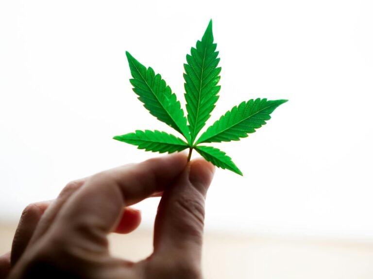Hand holding a fresh green cannabis leaf against white background