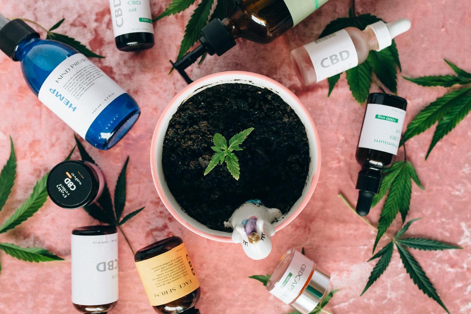 Small hemp plant growing in soil pot surrounded by assorted CBD oils, capsules, and skincare bottles