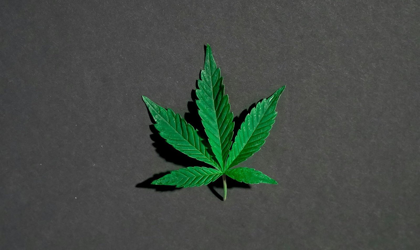 Single cannabis hemp leaf isolated on dark textured background